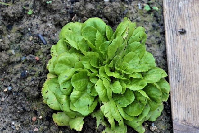 Dagli orti di Saragozza alla cucina