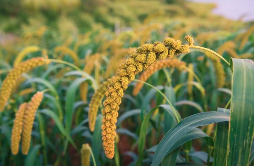 GRANELLI DI SOLE: il miglio - Impariamo a cucinare il miglio, in presenza! 12 Giugno 2021 - Villa Torre, Ozzano (BO)